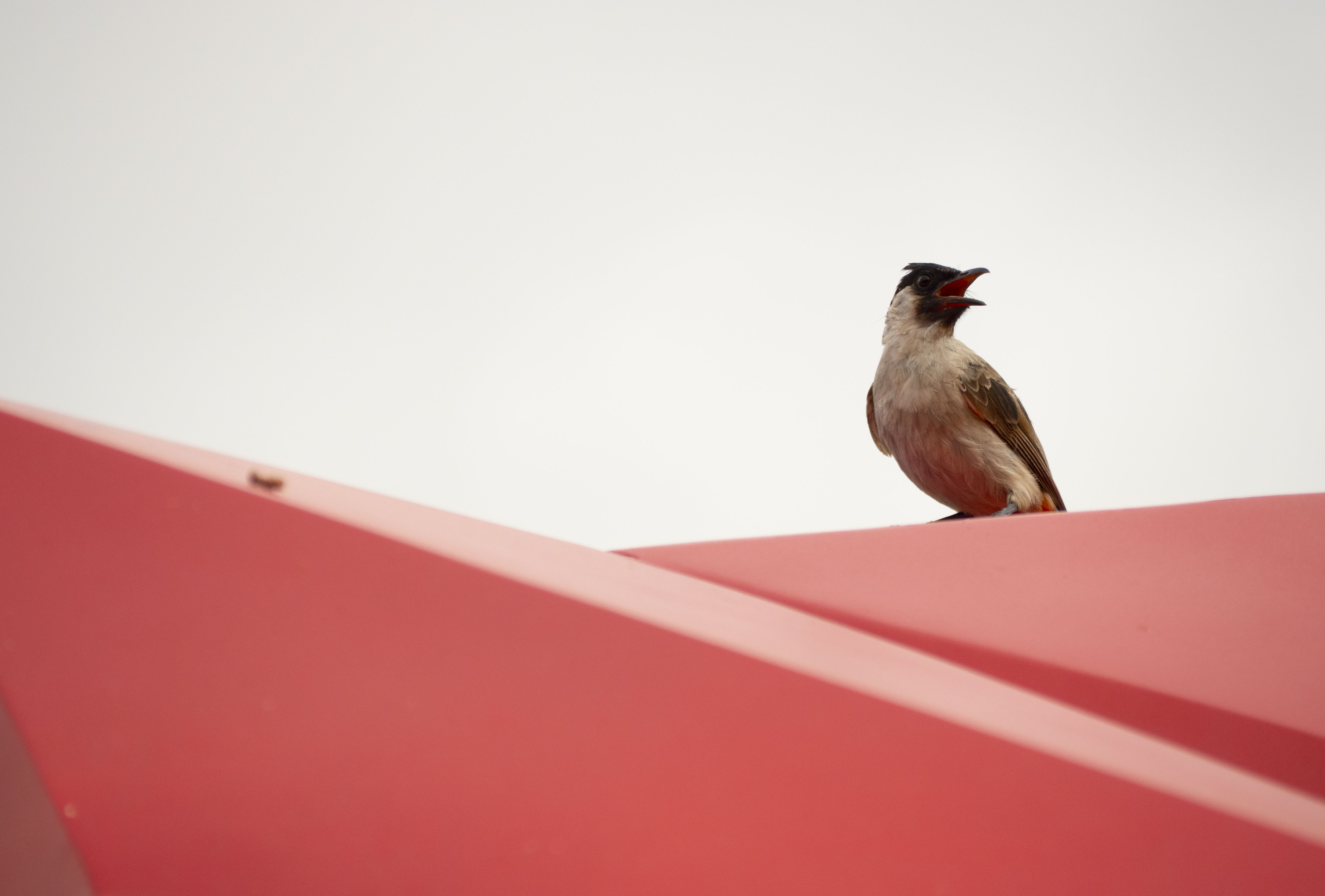 作品