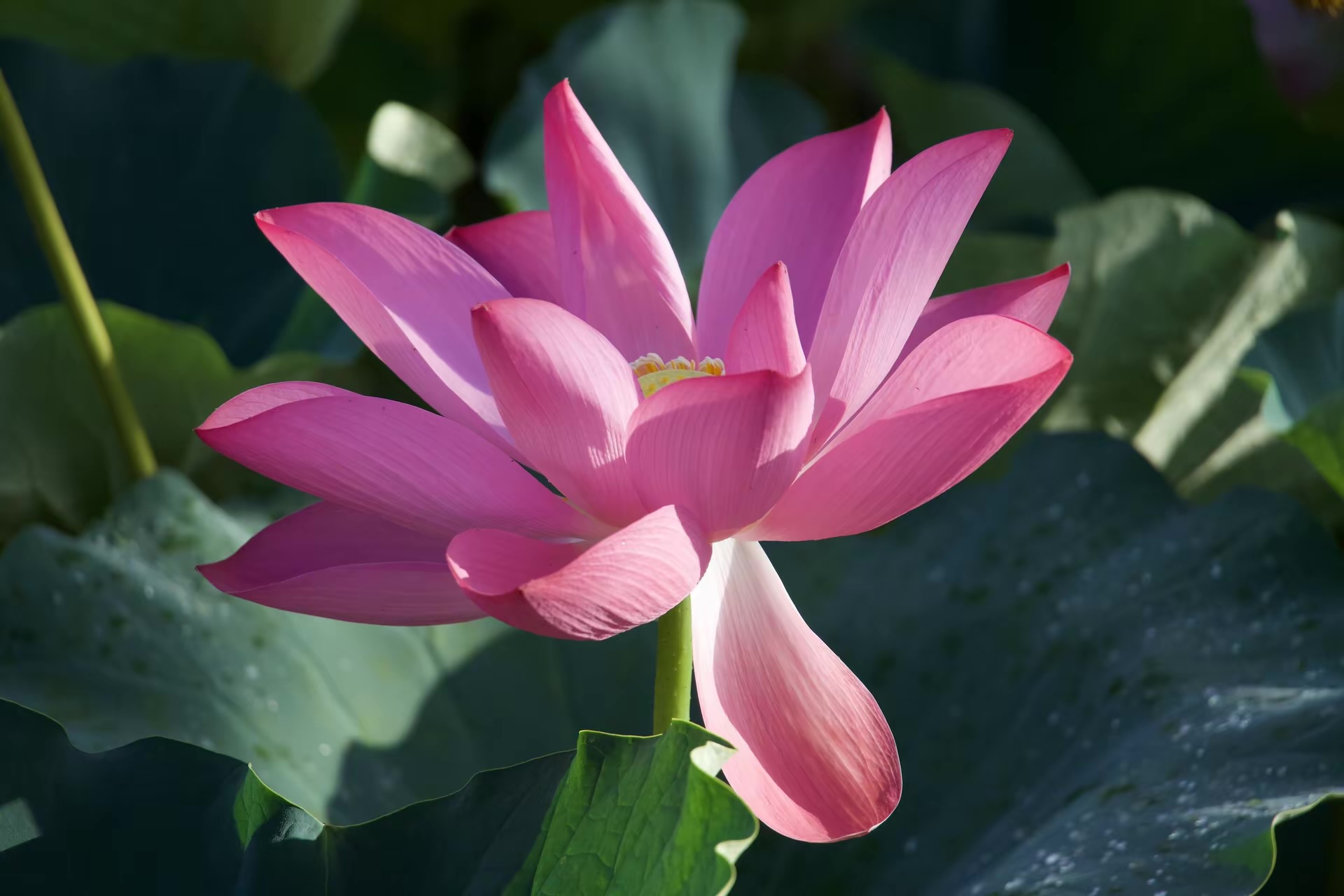 李飞 作品