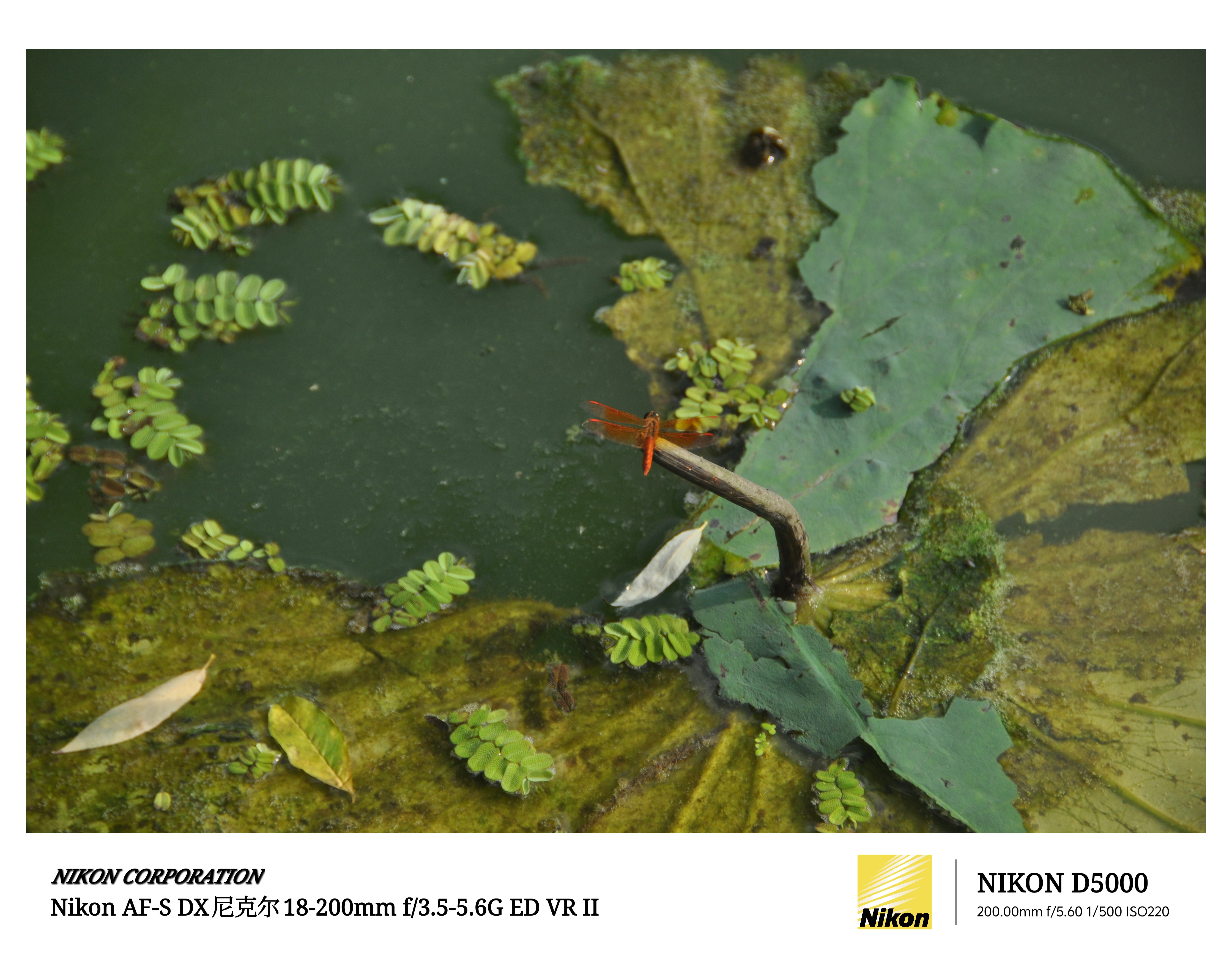 薛云飞 作品
