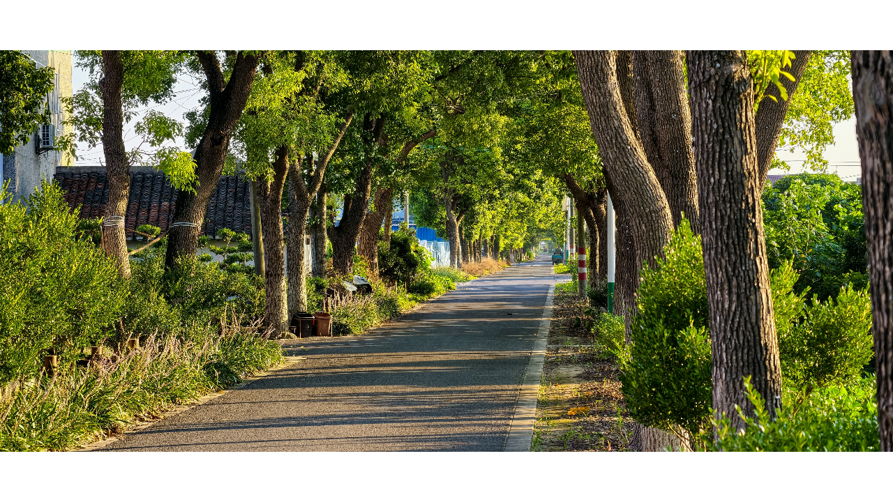 杨子轩 作品
