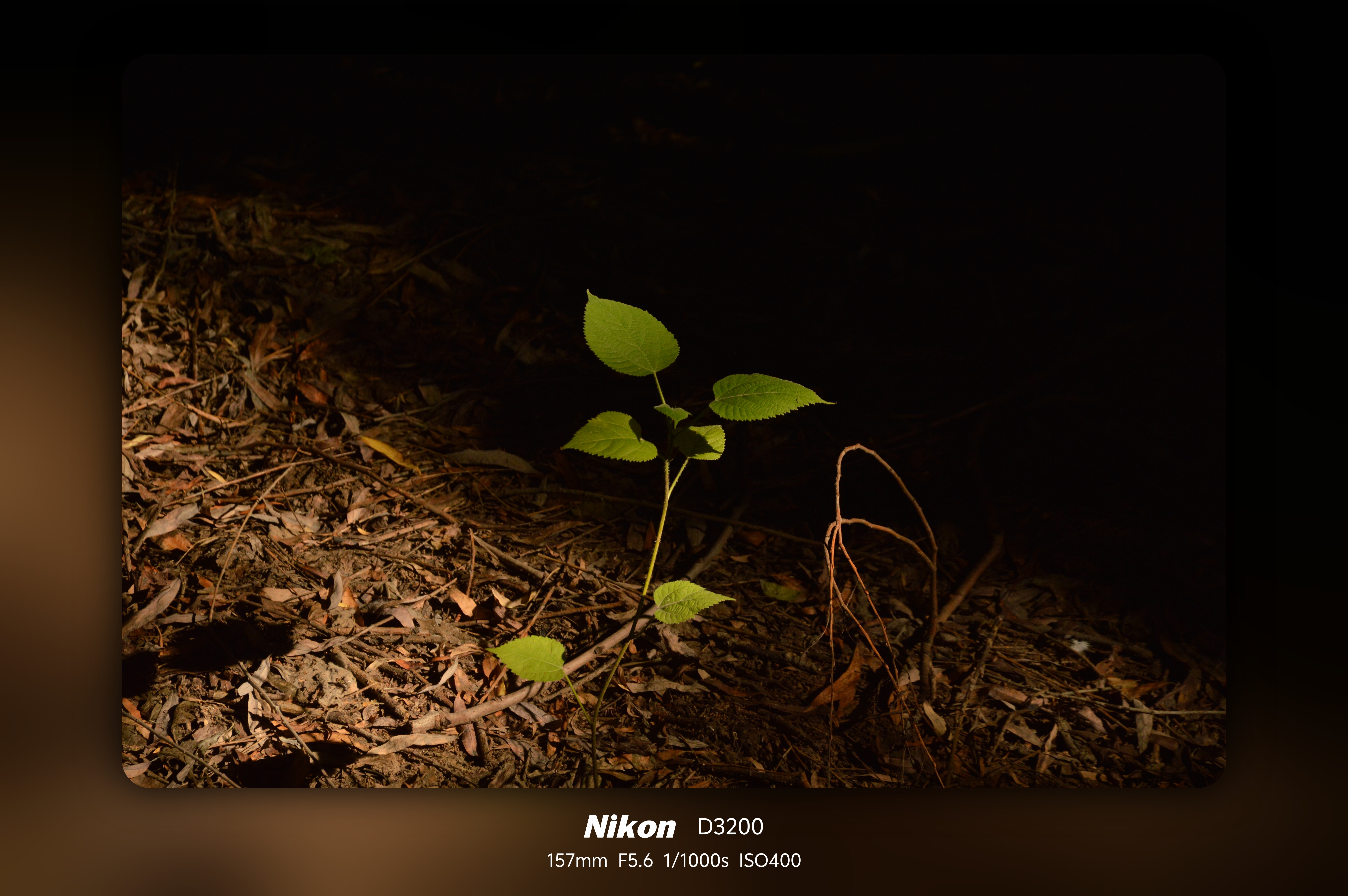 作品
