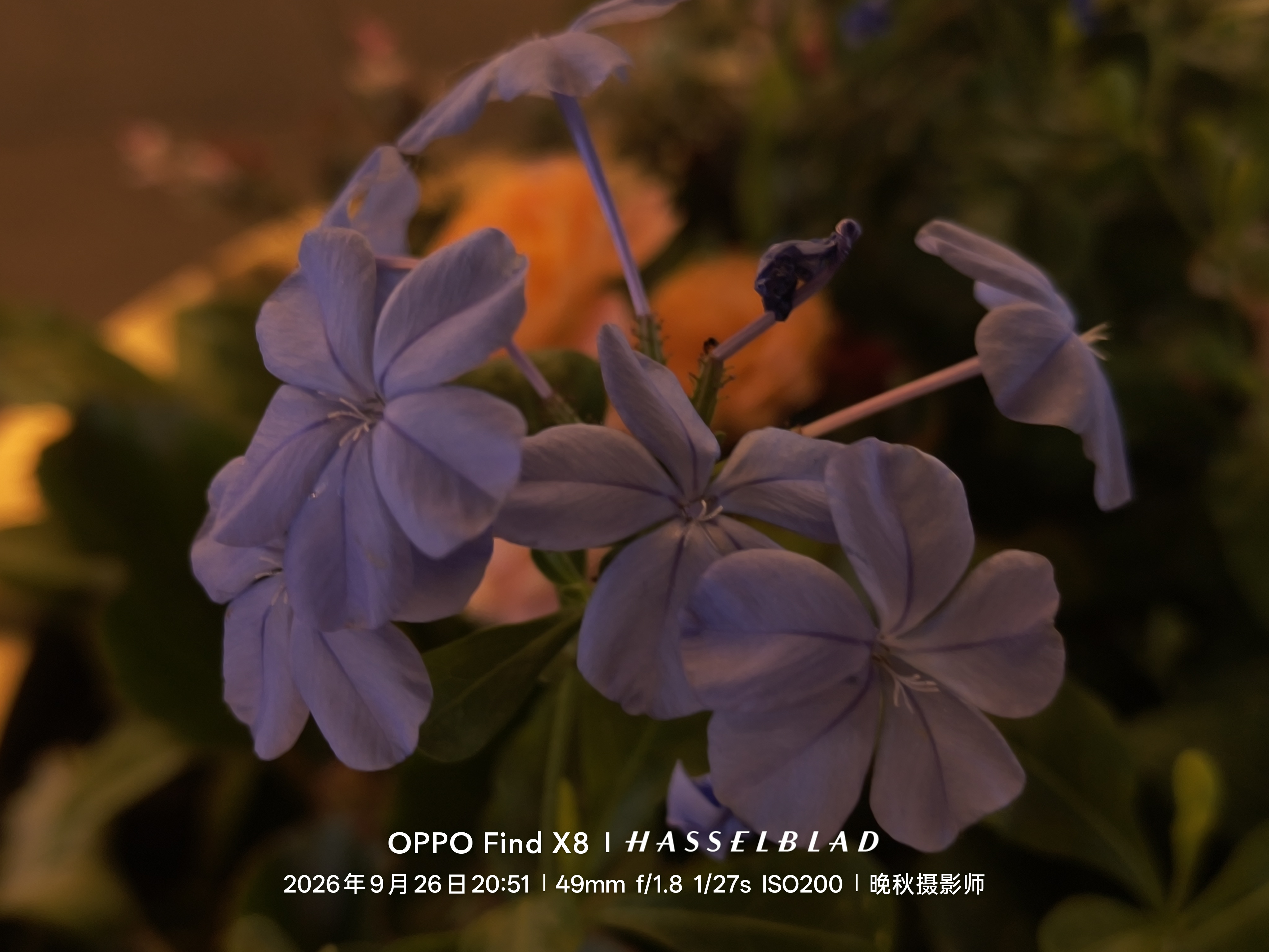 晚秋 作品
