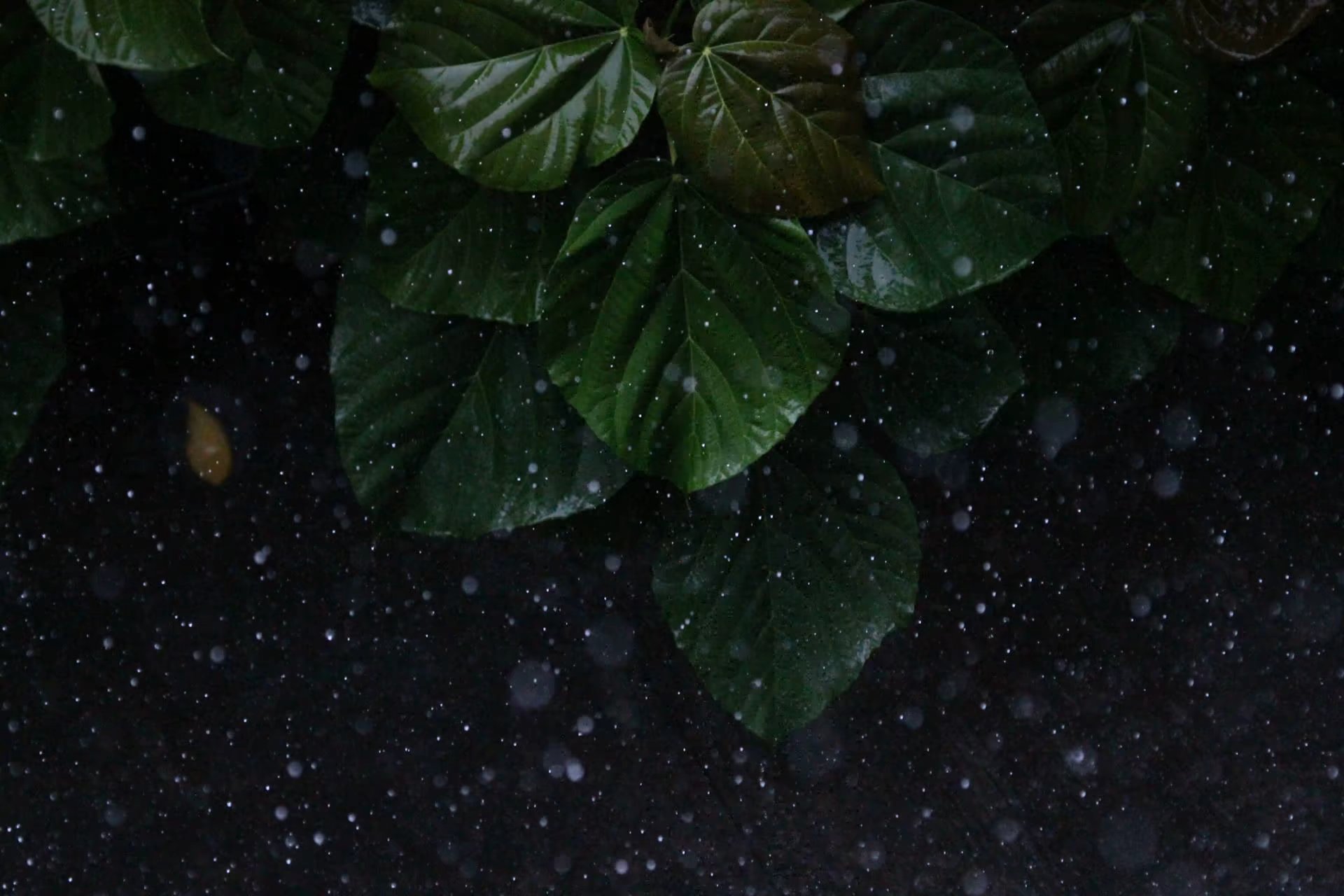 作品